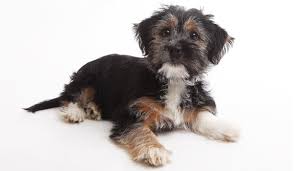 You'll receive email and feed alerts when new items arrive. Terrier Mix Pros And Cons Of The Top Terrier Cross Breeds