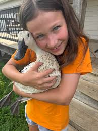 What else can be done to help a duck with bumble foot?