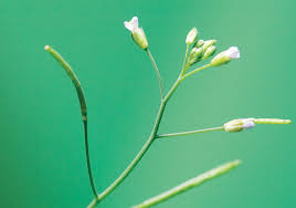 Muscle cells respire anaerobically to produce lactic acid in the because plants have a large proportion of dead cells in many tissues. Exosomes Make Their Debut In Plant Research The Scientist Magazine