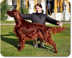 Image result for irský setr