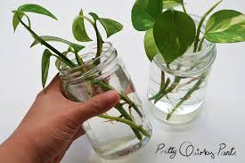 We did not find results for: Pretty Quirky Pants Diy Propagating Pothos Plant Money Plant