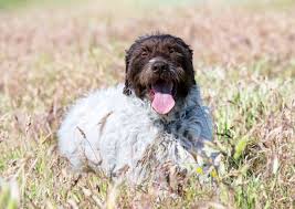 Image result for griffon korthalsův