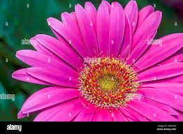 Pink Daisy. Flower in full bloom. Isolated. Stock Image Stock Photo - Alamy