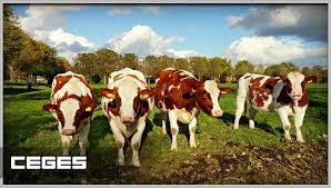 تفسير حلم الزريبة في المنام بالتفصيل