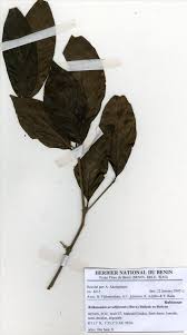 Image result for Rothmannia urcelliformis