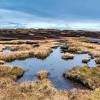 We wholesale peat moss to the united states and canada. 1