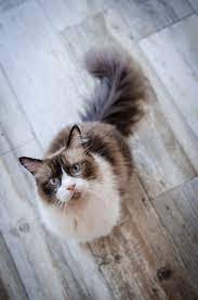 Move all breakables out of reach and push drapes or shower. 11 Tips For Looking After Long Haired Cats Cat S Best
