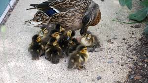 Sie hat das nest jeden tag (nachmittags. Entenkuken Am Bundesforschungsministerium Bmbf