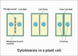 Check spelling or type a new query. 8 1 8 7 Cell Division Flashcards Quizlet