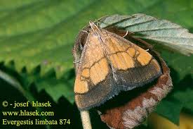 Image result for Evergestis limbata