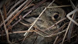 What to Do if You Find a Rabbit's Nest
