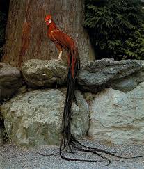 Colorful Birds With Long Tail Feathers I Am Pretty Sure That I Am Not The Only Chicken Lover Out There That Wants The Best Home For My Tiny Raptors Pet Chickens Chicken Breeds Pet Birds