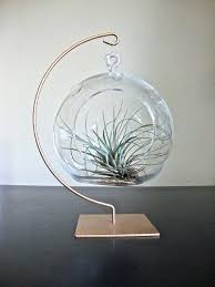 Hanging Glass Globe Air Plant Terrarium With Gold Painted Terrarium Diy Air Plant Terrarium Air Plants