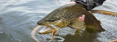 Asay creek is a short drive from both zion and bryce canyon national parks. Fishing In Southern Utah Fishing Near Zion