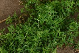 Image result for Glinus