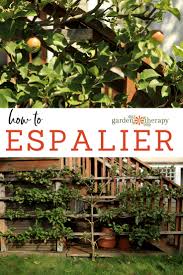 Espalier fruit trees are planted when they are young saplings, usually about a year to two years old. The Art Of Espalier Growing Fruit Trees In Small Spaces Garden Therapy