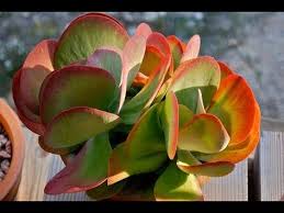 Especies De Suculentas Kalanchoe Luciae Orelha De Elefante Youtube Plantas Suculentas Suculentas E Plantae