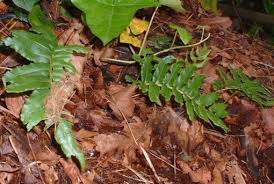 Image result for Blechnum tabulare