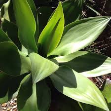 Time To Love Your Outdoors The Luxury Leaf Garden Concepts