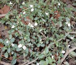 Image result for Isoglossa ciliata