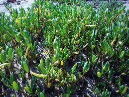 Image result for Sesuvium portulacastrum