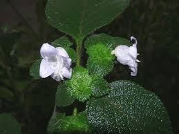 Image result for Ecbolium clarkei