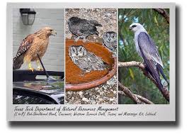 Check spelling or type a new query. Urban Birds Of Prey Take Flight In New Book From Casnr Professor August 2018 Casnr News More Casnr Ttu