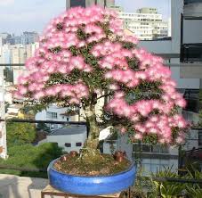 Pin Di Flowering Bonsai