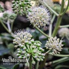 Best known for its leaves. Fatsia Japonica Van Meuwen
