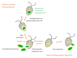 We did not find results for: Symbiosis And Evolution At The Origin Of The Eukaryotic Cell Encyclopedia Of The Environment