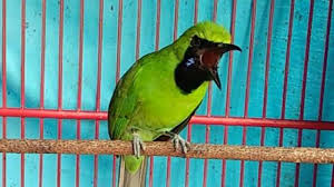Njebule serngenge ‎cucak hijau jamtrok. 16 Gambar Burung Cucak Ijo Gani Gambar