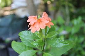 Image result for Crossandra puberula