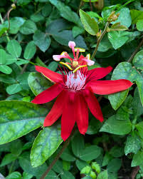 Image result for Passifloraceae