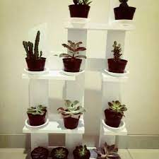 Ia mengoleksi belasan pot ariocarpus yang tertata apik di rak kayu di dalam rumah tanam beratap plastik ultraviolet dengan persentase cahaya 60%. Rak Kaktus Shopee Indonesia