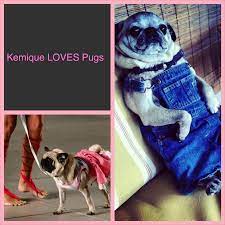 dog fashion trends kopek modasi panosundaki pin