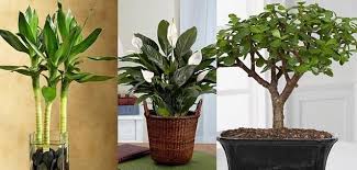 Feng Shui Indoor Plants That Bring Good Luck Feng Shui Plants Plants Feng Shui Indoor Plants