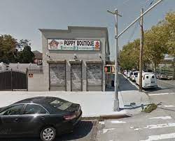 We look forward to meeting you in our store! Bensonhurst Puppy Dealer Scrutinized After Yorkie Death Updated Bklyner