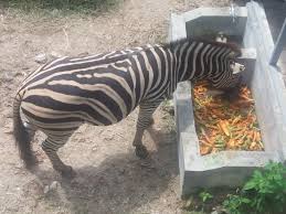 Tujuan utama orang datang ke kebun binatang biasanya untuk rekreasi sekaligus mempelajari dan mengenal berbagai jenis binatang. Objek Wisata Kebun Binatang Bukittinggi Sumatera Barat Sumbar Promo Jitu Com