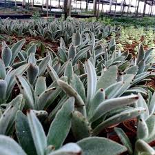 Terraqua Design On Instagram Herkese Guzel Bir Cumartesi Aksami Dileriz Kalanchoe Tomentosa Panda Plant Bakimi Kolay M Instagram Instagram Posts Design
