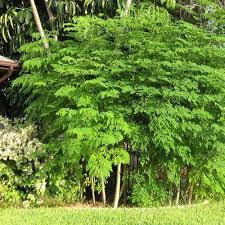 بذور شجرة المورينجا اوليفيرا - بيع البذور - متجر زراعة