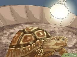 How To Care For A Tortoise With Pictures Wikihow