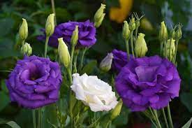 Eustoma