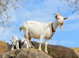 Desenhos wiki » animais » desenhos de cavalos » desenho de uma cabra infantil. Cabra Cabrito E Bode Descubra A Diferenca Entre Esses Animais Recreio
