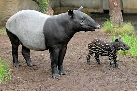 Tapirs inhabit jungle and forest regions of south and central america, with one species inhabiting southeast asia. Malayan Tapirs Meet Them At Zoo Leipzig