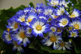 Image result for Cineraria