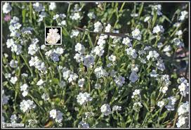 Image result for Indigofera cryptantha