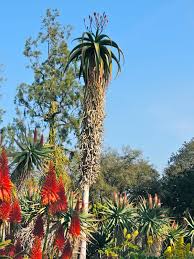 Image result for Aloe excelsa