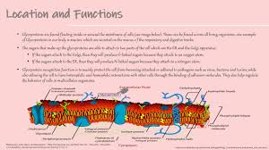 They also act as recognition sites for the cell glycolipids are lipids with a carbohydrate attached by a glycosidic bond. Role Of Glycoproteins In Cell Recognition Ppt Youtube