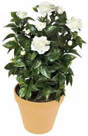Image result for Gardenia