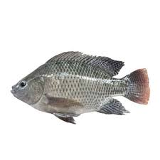 Ikan nila ⭐cara budidaya harga jenis dan berbagai macam informasi penting lainnya dengan ikan nila, lengkap dengan gambarnya. Jual Ikan Nila 1 Kg Murah Mei 2021 Blibli